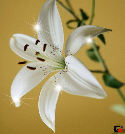 Балхис Искакова