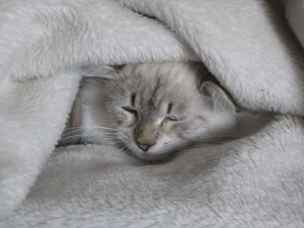 Елена Докучаева