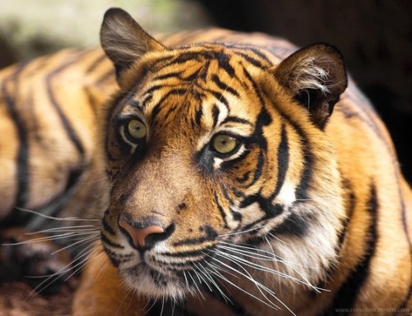 Сергей Трутнев