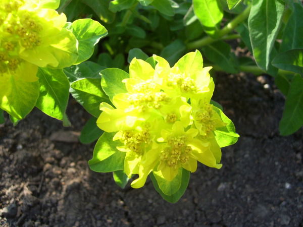 Ирина Симатова