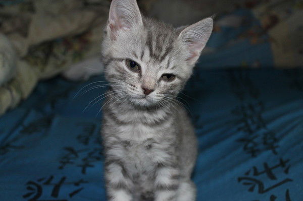 Катя Косарева