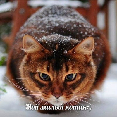 Алина Севостьянова