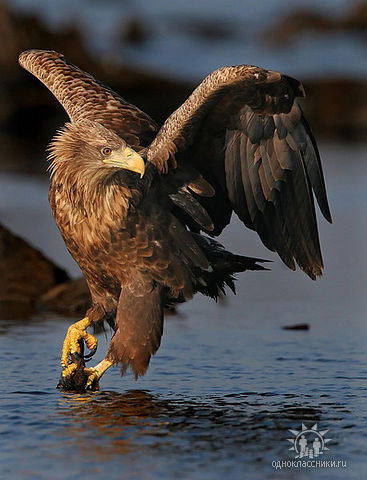 Белокан Белокан