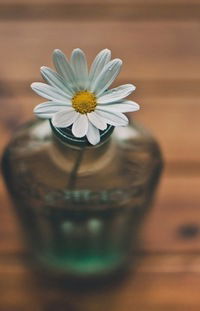 Анна Герман