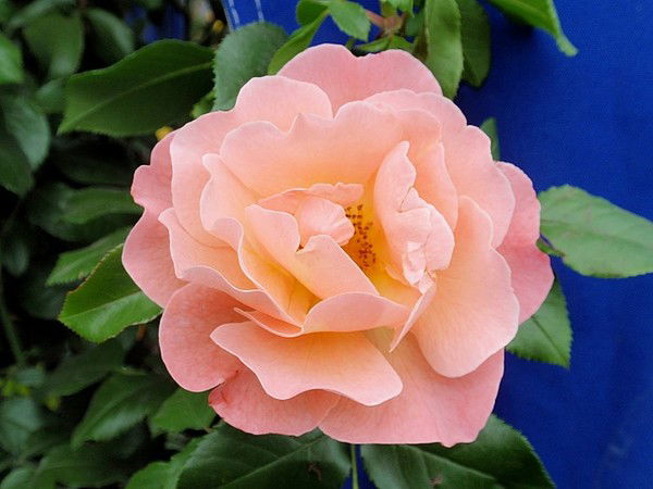 Алла Замбар