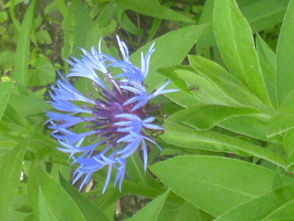 Василий Хаминов