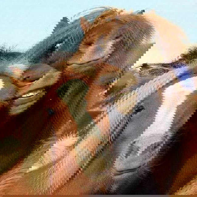 Лиза Булавкина