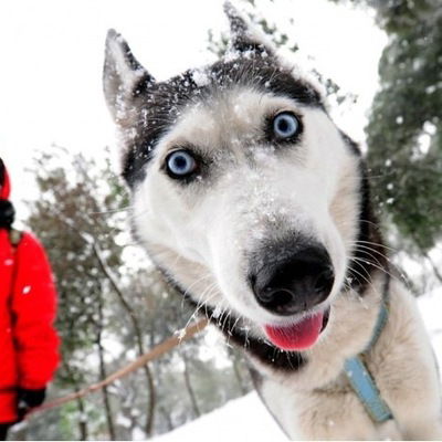 Сергей Литвинов