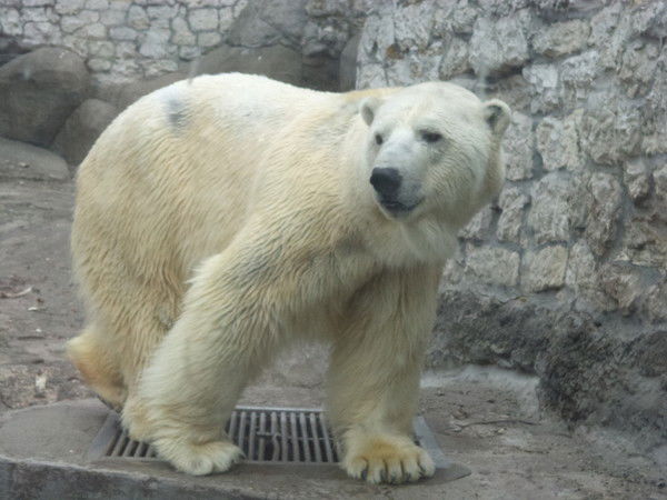 Надежда Мерлова