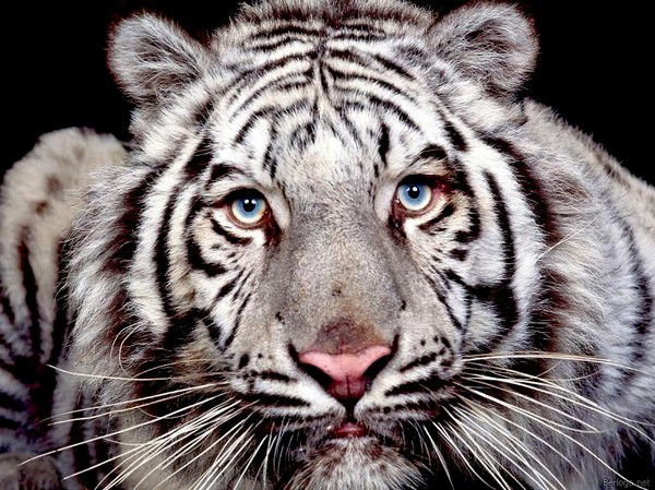 Илья Григорьев