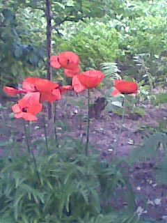 Виктория Гетина