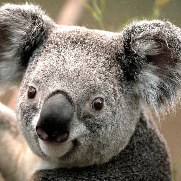 Ва Амангелды