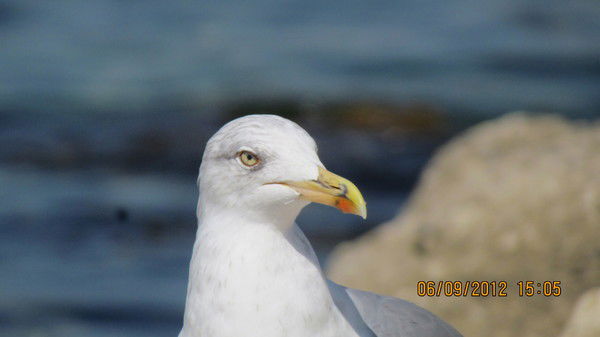 Светлана Игнатьева