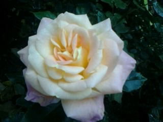 Соната Соната