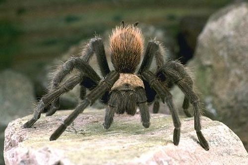 Александр Панасюк