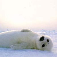 Дарья Микулич