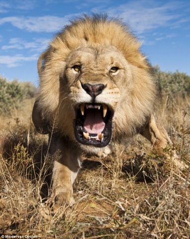 Игорь Левченко