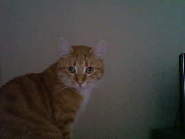 Елена Кондратенко