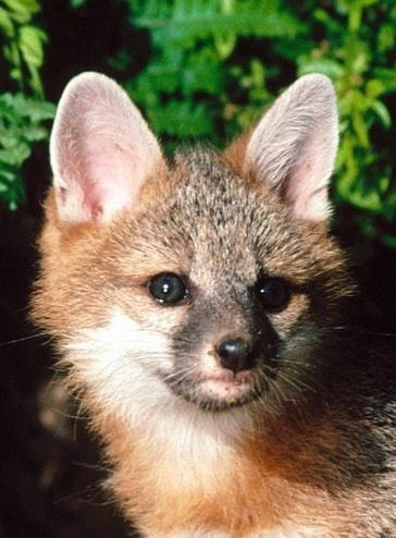 Евгения Тищенко