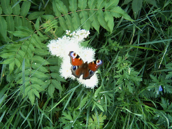Евгения Быстрова