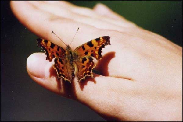 Кристина Кирпичева