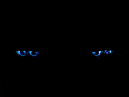 Кирилл Янучёнок