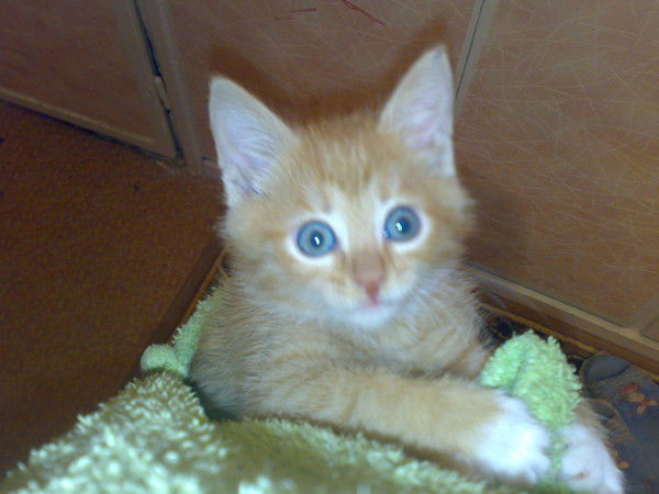 Вера Гаревских