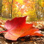 Людмила Самойленко