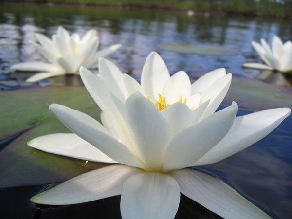 Сатьям Свами Боди