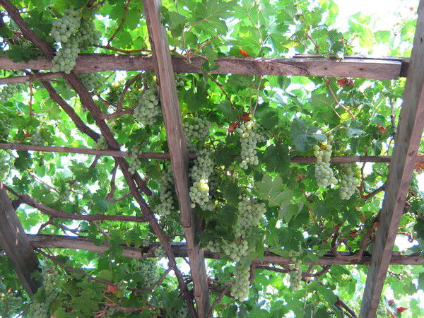 Бухгалтерия Россельхознадзор По Рт