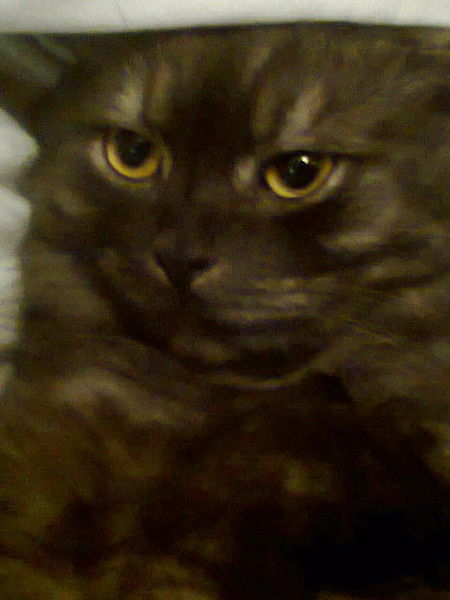 Уляна Конда