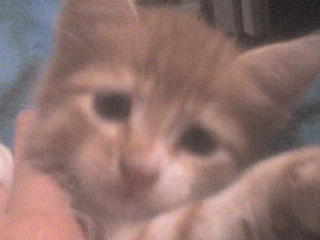 Зиля Заляева