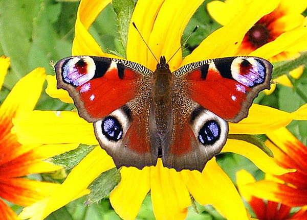 Татьяна Босова