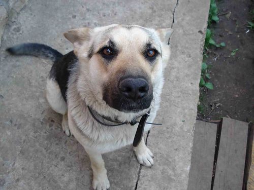 Лариса Левит