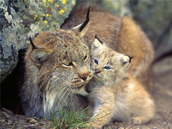 Натали Карасева