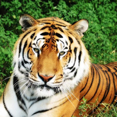 Маша Зверева