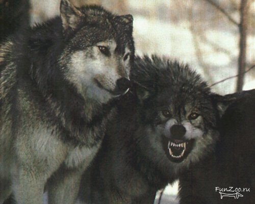 Слава Толкачев