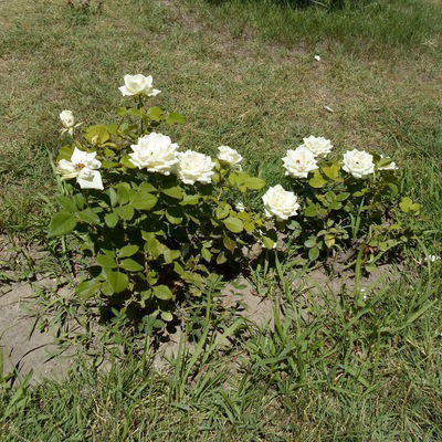 Софья Смирнова