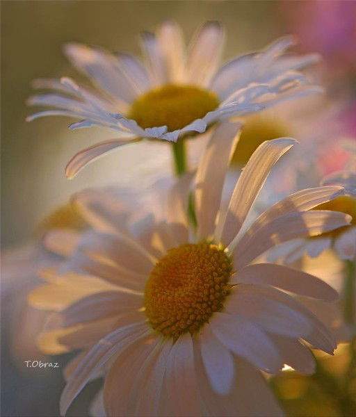 Диспетчер Скиф