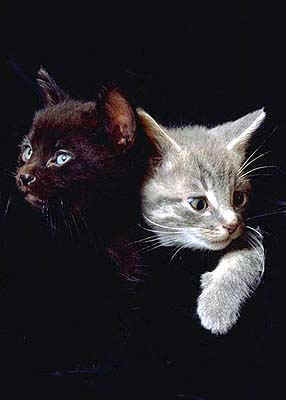 Елена Кондратюк