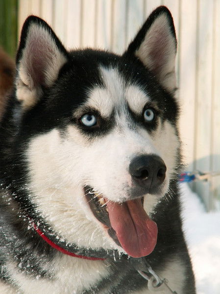 Артём Чекин