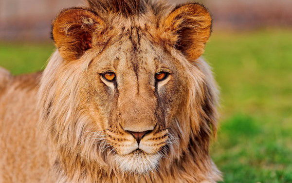 Андрей Андрей