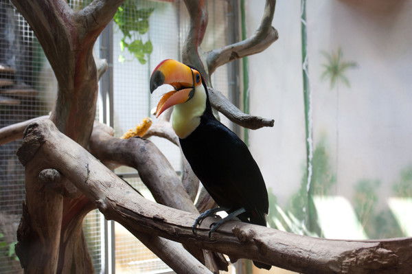 Белка Валентиновна