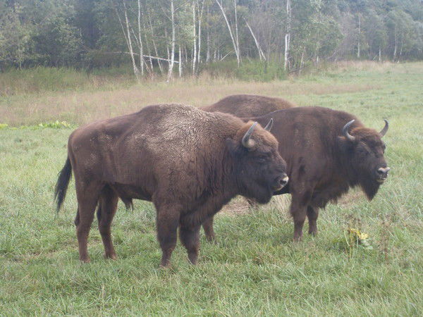 Толяныч Бобуйчанин