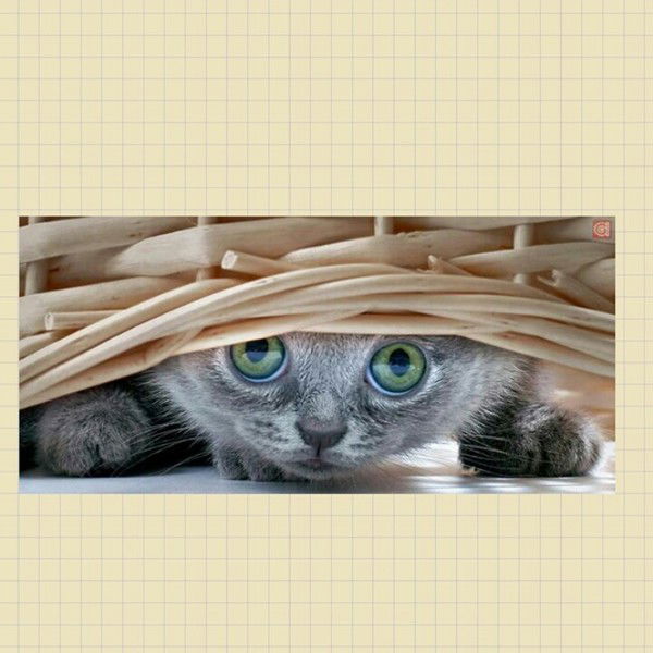 Ирина Протасова