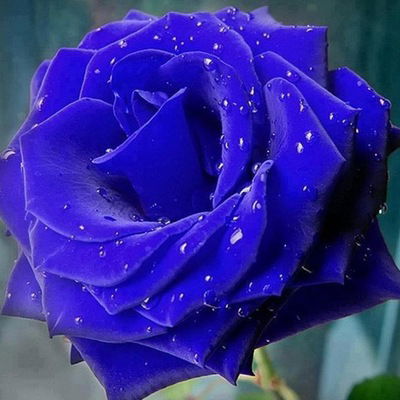 Абдурахман Гаджирагимов