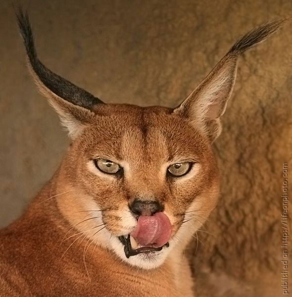 Татьяна Рубцова