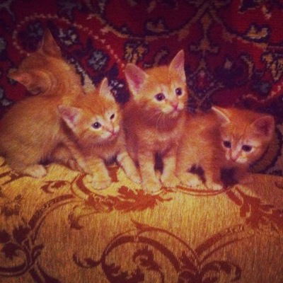 Ангелина Радченко