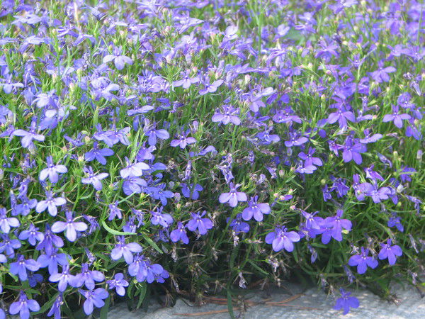 Екатерина Зайцева