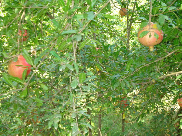 Ирина Дулова